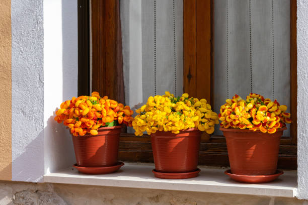 a pots with yellow flowers in a window sill