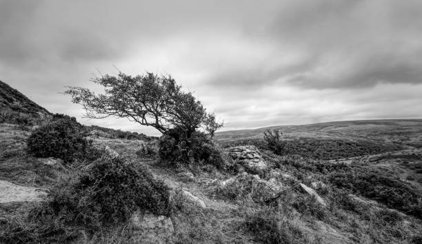 Majestic tree standing alone atop a rolling hillside blanketed in lush grass