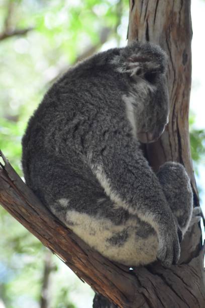 istock Koala Bear perched on a tree branch in a shady area 1478020446