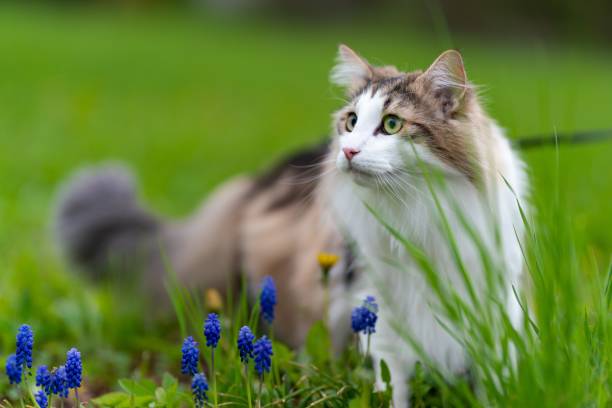 istock Beautiful white and brown fluffy cat leisurely strolling in a lush meadow 1478020471