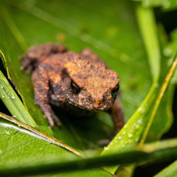 istock Closeup shot of a common toad on green leaves. 1478020651