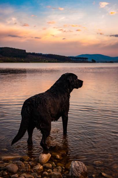 istock Black Labrador at sunset standing in the tranquil water and looking around. 1478020655