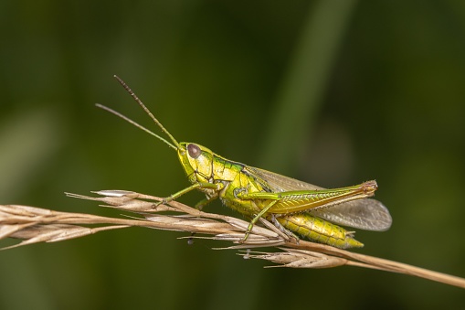 A closeup shot of Omocestus viridulus, a common green grasshopper.