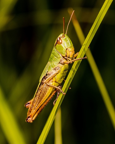 A macro shot of Omocestus viridulus, a common green grasshopper on a plant stem.