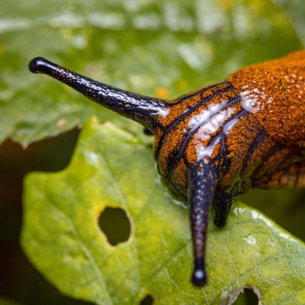 istock Macro shot of a red slug on a green leaf. Arion rufus. 1478020718