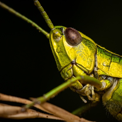 A macro shot of Omocestus viridulus, a common green grasshopper.