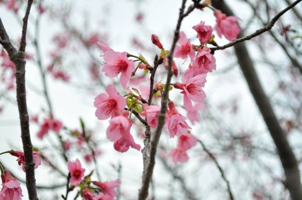 istock Aesthetically captivating scene of a cherry blossom tree in full bloom 1478020725