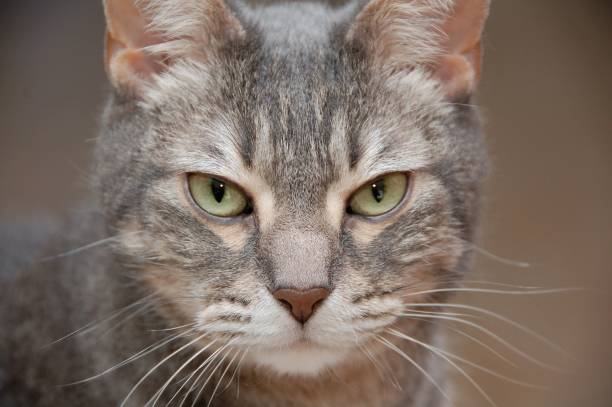 istock Inquisitive grey tabby cat sitting in an alert pose 1478020842