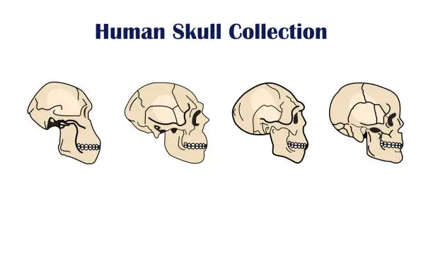 Vector illustration of human skull collection