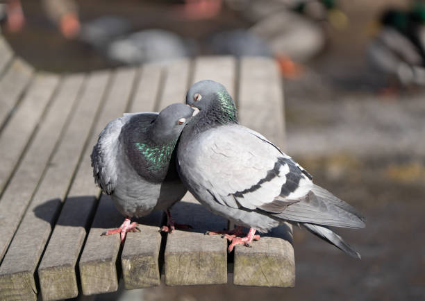 istock Pigeons in love, Oslo Norway 1478022866