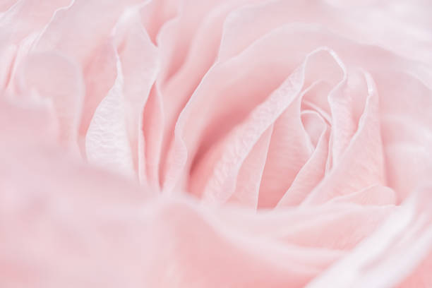 istock Pink pale rose flower petals, soft focus. Macro flowers backdrop 1478023185