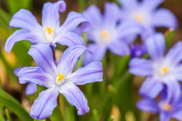 봄 정원에 아름다운 푸른 꽃 (치오노독사)의 개화 - chionodoxa 뉴스 사진 이미지
