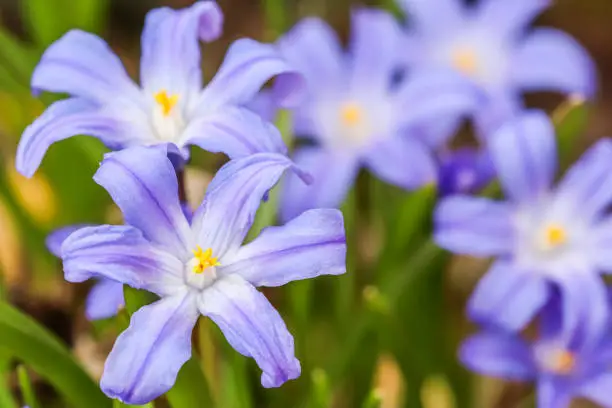 Blooming of beautiful blue flowers (Chionodoxa) in the spring garden