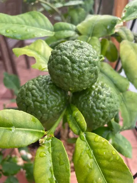 Makrut lime fruits and leaves