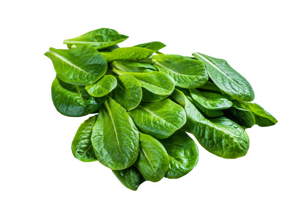 istock Raw leaves of romaine lettuce on kitchen table.  Isolated on white background. 1478025290