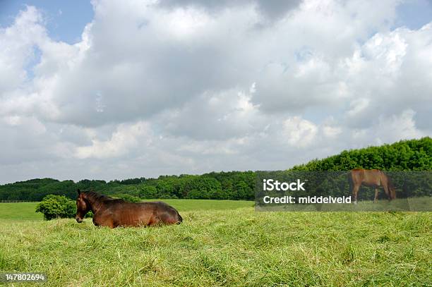 Foto de Tranquilo e mais fotos de stock de Ajardinado - Ajardinado, Animal doméstico, Cavalo - Família do cavalo
