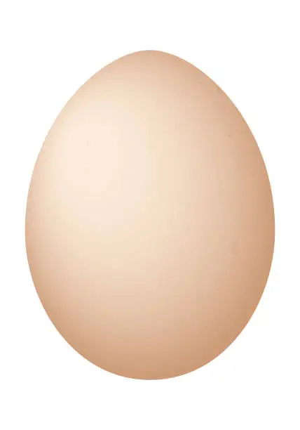 Vector illustration of Egg - illustration on white background