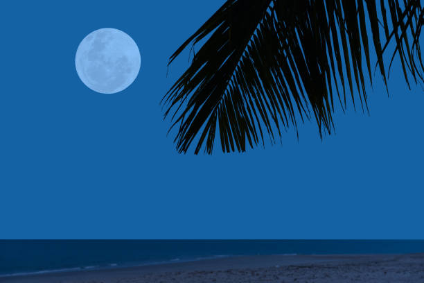 istock Full moon in the sky with coconut leaves on beach. 1478030617