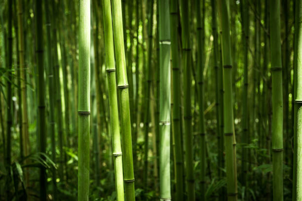 foresta di bambù alla luce del sole - tropical rainforest rainforest tropical climate formal garden foto e immagini stock