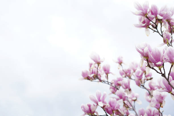 magnolia en fleurs au printemps sur fond de ciel pastel - spring magnolia flower sky photos et images de collection