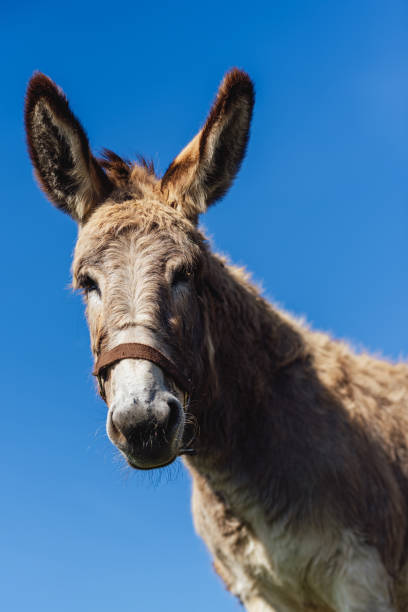 istock portrait of a donkey 1478030737