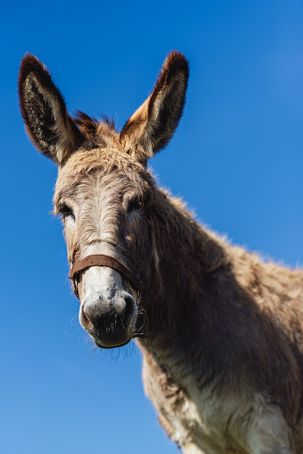 vertical portrait of a donkey with the blue sky in the background. farm animal. cattle.