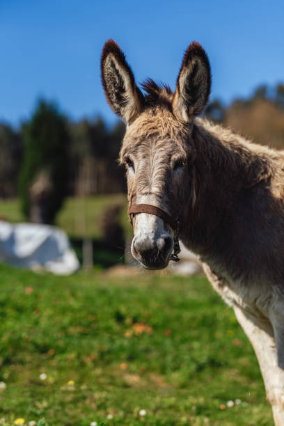 istock portrait of a donkey 1478030739