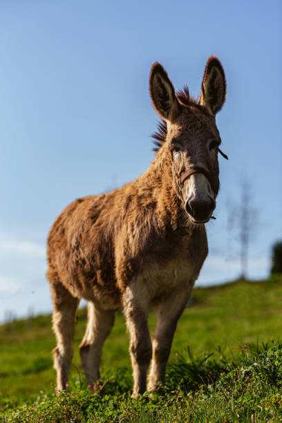 istock portrait of a donkey 1478030754