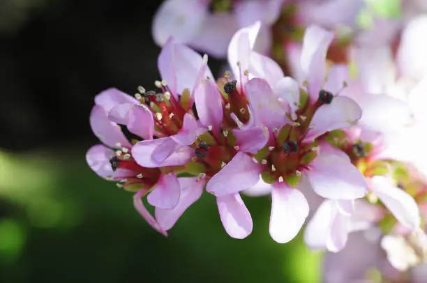 Himalayan saxifrage blooms in early spring, when the cold is still lingering, and brightens up the flower bed with gentle pink flowers.