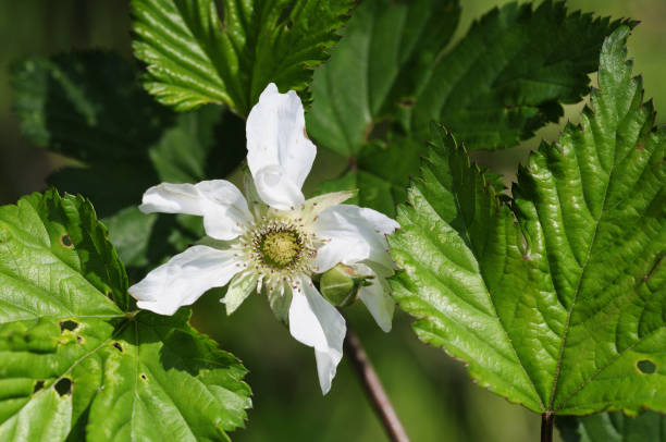 istock Rubus x medius Kuntze 1478030758