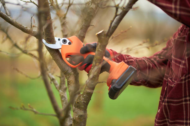 istock Gardener in plaid shirt cutting tree branches with pruner. 1478030821