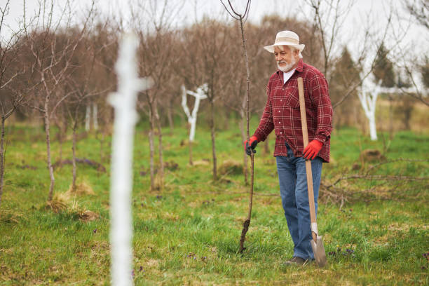 istock Old gardener planting trees in spring. 1478030847