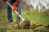 Gardener planting tree, digging with spade.