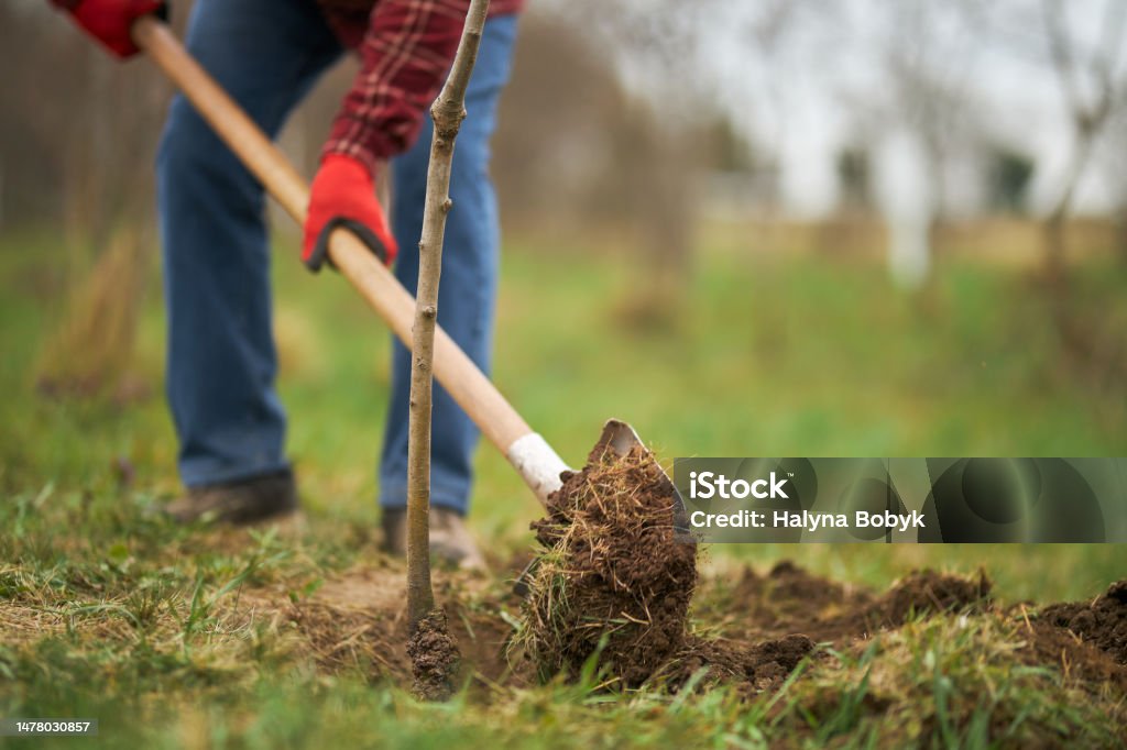 Gardener planting tree, digging with spade. Close up of gardener planting tree, digging with spade. Male peasant wearing blue jeans and plaid shirt taking care of plants in orchard in spring, Concept of plants growing. Tree Stock Photo