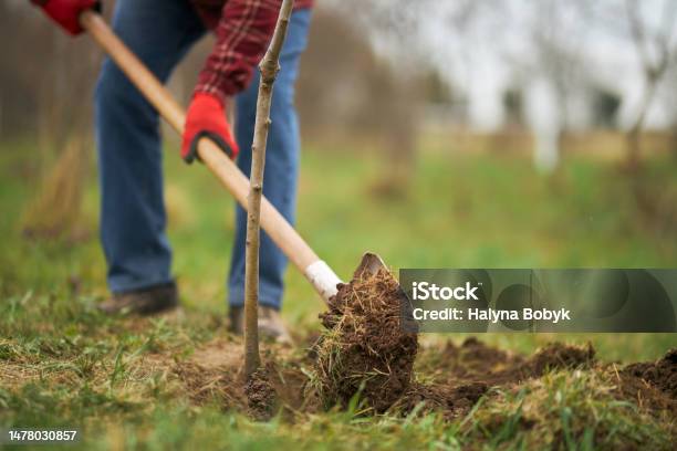 Gardener Planting Tree Digging With Spade Stock Photo - Download Image Now - Tree, Planting, Plant