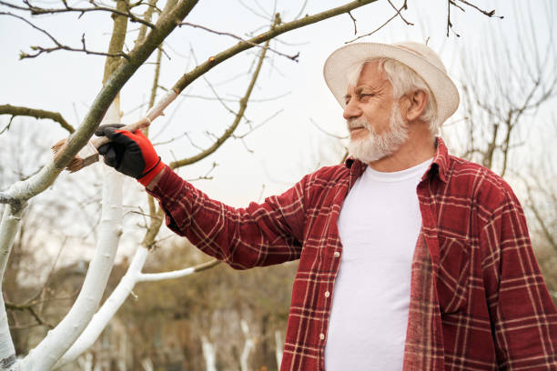 istock Gardener whitewashing tree branches with brush. 1478030897
