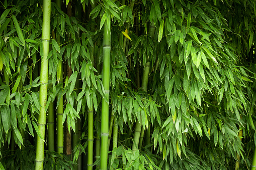 Looking up at a tall green bamboo growth forest.