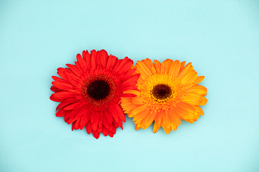 Red and Yellow Gerbera on blue background