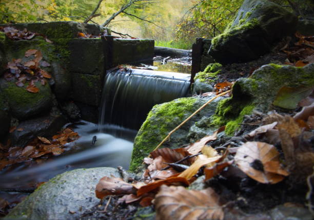 Drainage of forest lake