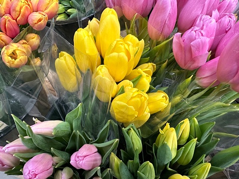 Bouquets of fresh cut multicolored tulips.