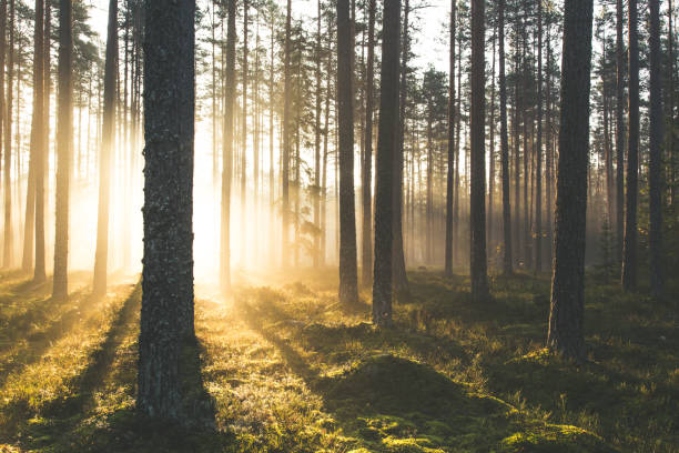 istock A Misty Morning in the Pine Forest 1478035636