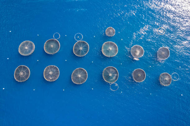istock Fish farm in the Atlantic Ocean 1478037255