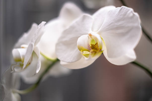 White orchids with shallow depth of field stock photo