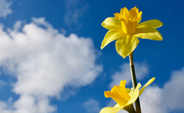 istock Two yellow daffodils against a blue and cloudy sky. 1478039602