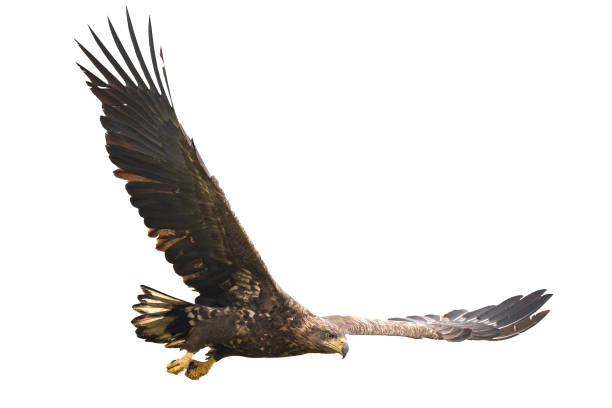 istock Majestic predator White-tailed eagle, Haliaeetus albicilla in Poland wild nature - isolated on white background - flying bird 1478039743