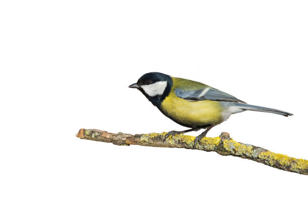 istock Colorful great tit Parus major perched on a tree , bird isolated on white background 1478039756