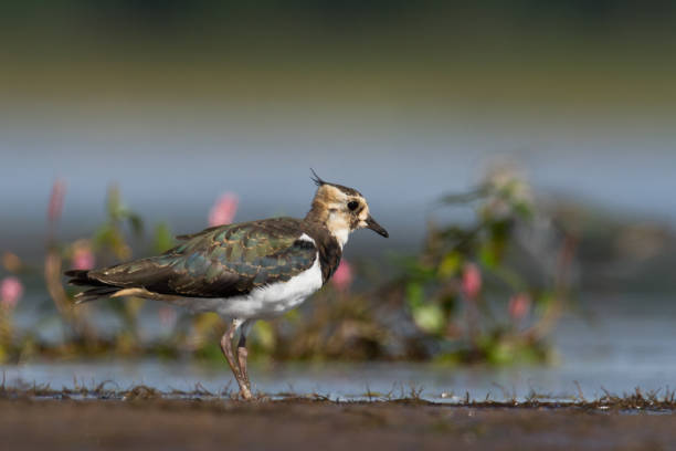 istock Wader bird - Lapwing Vanellus vanellus springtime in Poland Europe 1478039791