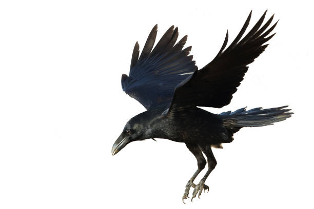 istock Birds flying raven isolated on white background Corvus corax. Halloween 1478040449