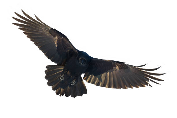 istock Birds flying raven isolated on white background Corvus corax. Halloween 1478040451