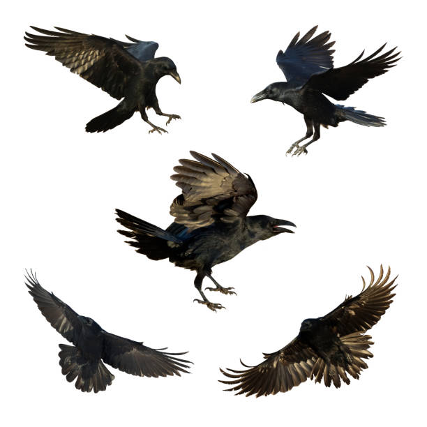 istock Birds flying raven isolated on white background Corvus corax. Halloween 1478040520